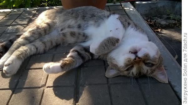 ...на такое :)))))). Вытерай нос и пошли к Юрию! Там тааааакие елочки! Вау! Любишь елочки?))) А хочешь, я тебе камушек подарю? Зеленый, красииииивый!:)))))))))