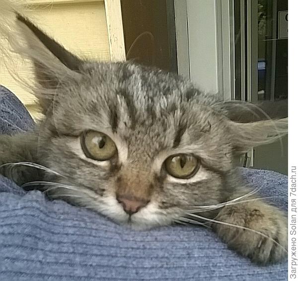 Гааань...Срочно меняем выражение мордуленции с такого: