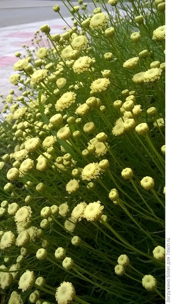 Купи еще и зеленую, она-красавица!!!