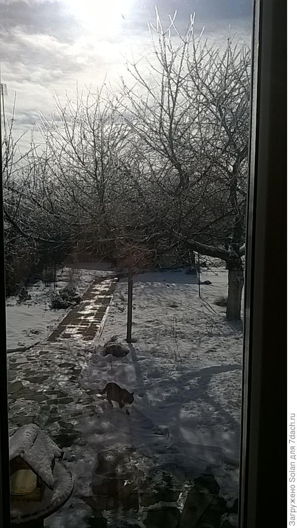 Это я его из окошка в кухне увидела. Идет мое тощее дите домой! Глаз подбит, как обычно. Есть у нас какой-то оппонент чс шикарных хуком справа. Вечно у Степки фонарь  на левом глазу))).