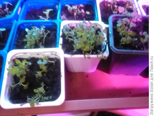 Только что пришла с работы и рассадила свою. Но, у меня густые пучки в каждом стаканчике. Крякнет? Львиный зев я так успешно выращивала...