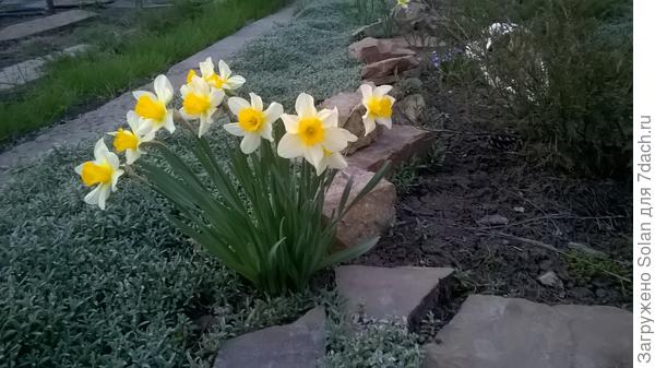 видишь,, перед нарциссами?