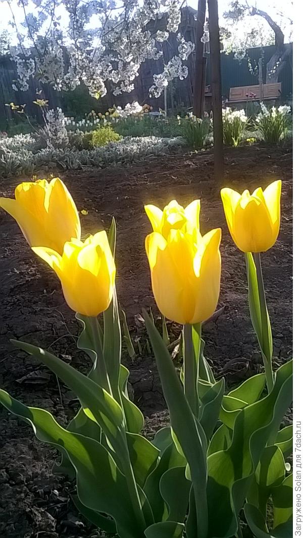 Это-моему сыну отдала продавец цветов луковицы о срезанных тюльпанов. И мой, совсем не садовник, твердо уверовал, что у нас вырастут СОВСЕМ СВОИ тюльпаны))). Вера и любовь творят чудеса. В это я твердо верю. Раз уж жто теперь -мои тюльпаны, могу дарить и другим людям)).
