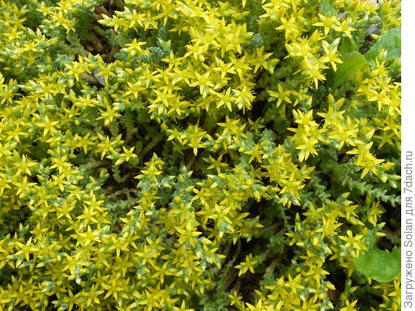 так он цветет.