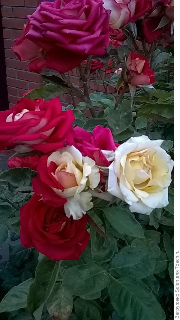 наверное, радуга сошла с ума))