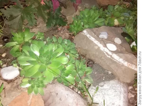 Вечер, плохо видно. Одомашненный родственник))