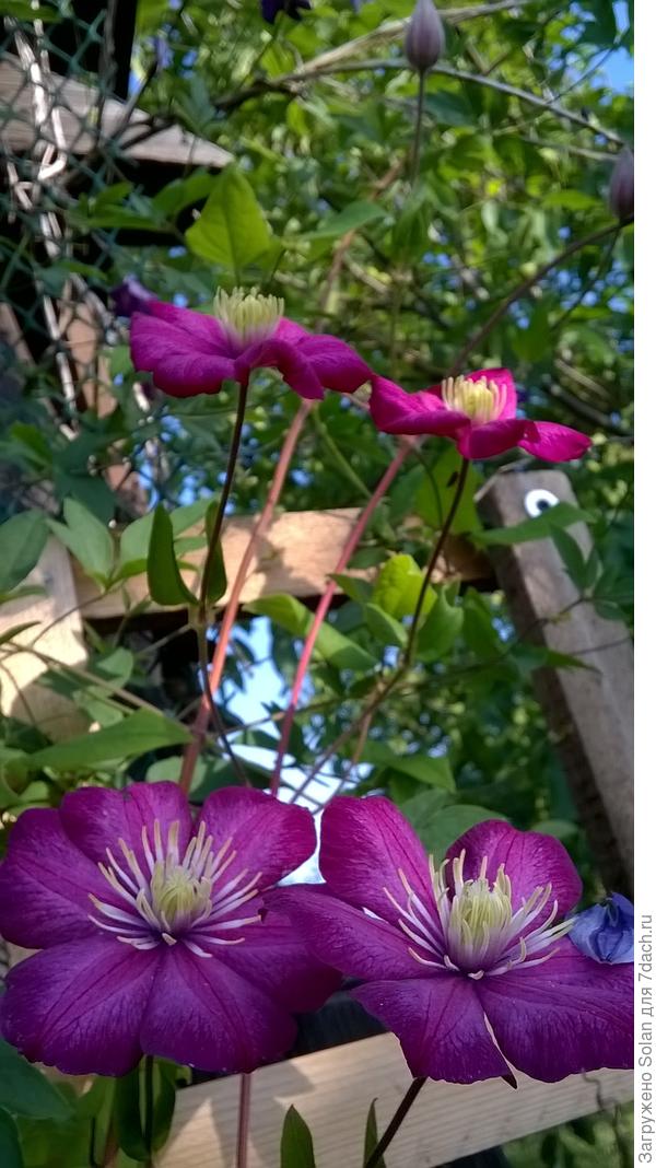 Шпалеры строила сама, так что, как СТРОИТЕЛЬ-СТРОИТЕЛЮ!:)))))))