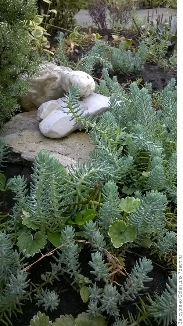 тот, что похож на елочку))