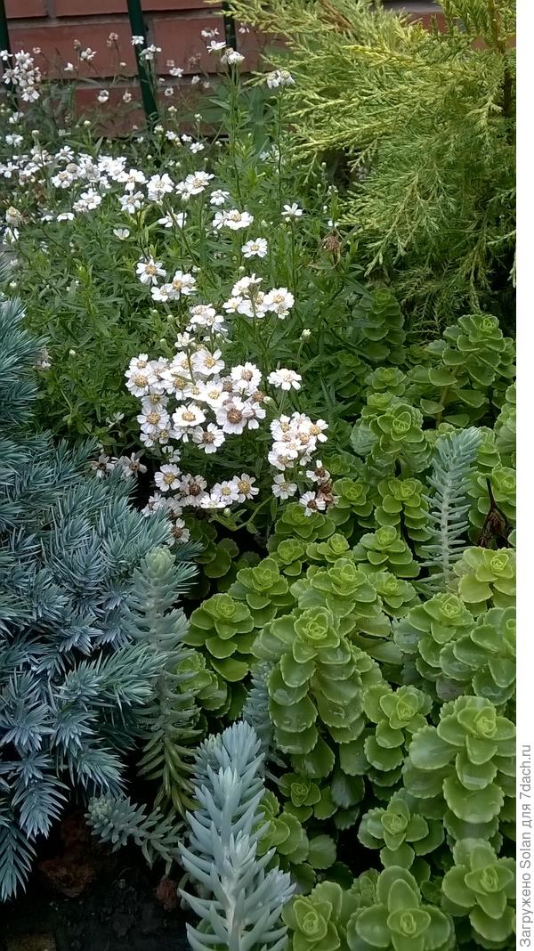 Похож на второе фото сверху?