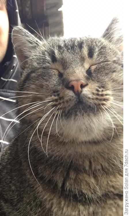 А это-помойный Василий. Предмет восхищения всей нашей семьи! И если бы не крайне независимый Васькин характет, мы б его давно уволокли домой!) Но, приходится ограничиваться обнимашками и тормозками)). Мусорник находится недалеко от нашего гаража, так что Василий -частый гость у нас).