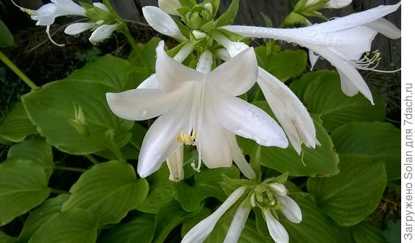 Вот эта-самая простецкая, имеет большие соцветия и  пахнет на весь сад!