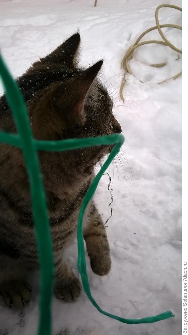 Подавал серпантин.