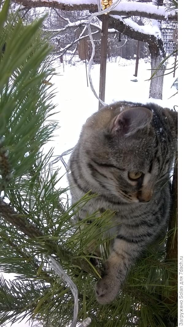 Наша главная звИзда на ел о чке и наш самый красивый шарик))))