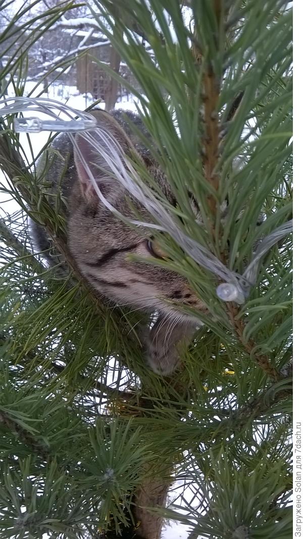 Вешал гирлянду.