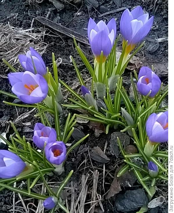 Да, пока что самые простые,да все усыпано шелухой от семечек и торчат обломки сухой травы. Да и фиг с ним!)))) Счастье? Однозначно:)