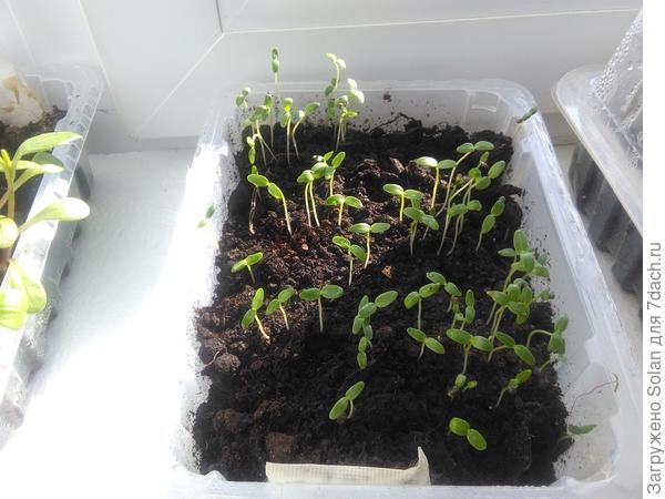 Моим 4 дня от роду. Пока еще совершенно не отличима от любого сорняка). Жду, когда немного подрастет и будет похожа на что-то культурное...