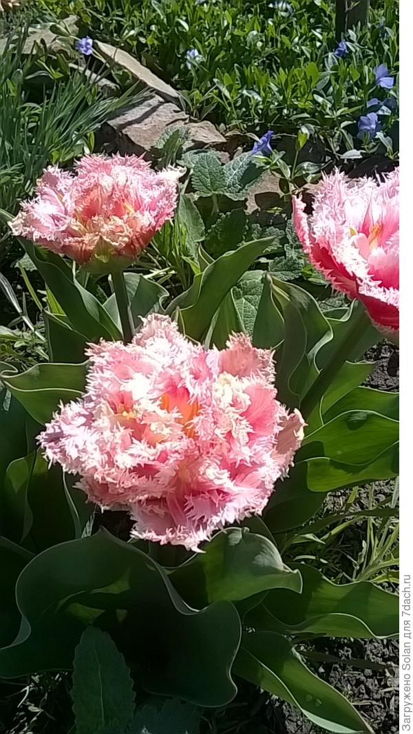 А этим-по фигу туман! ))))) Стоят эти три поросенка и рады всему вокруг и себе самим)))). Абсолютно поросячий цвет оказался, да и люблю я более строгие и изящные формы,  но не улыбнуться, глядя на них невозможно! :-)