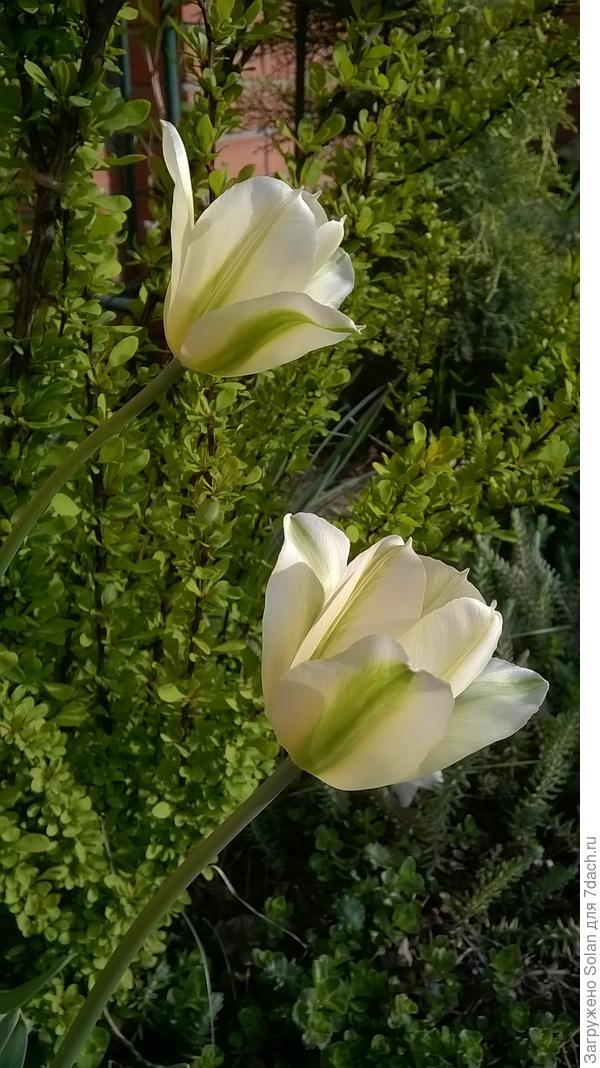 Спасибо, Света! Сегодня расцвел еще один вид зеленоцветковых тюльпанов. Лови!