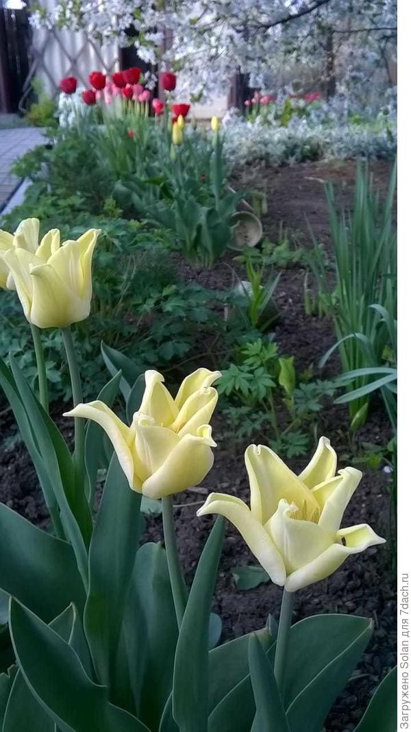 у этих совершенно невероятная форма!