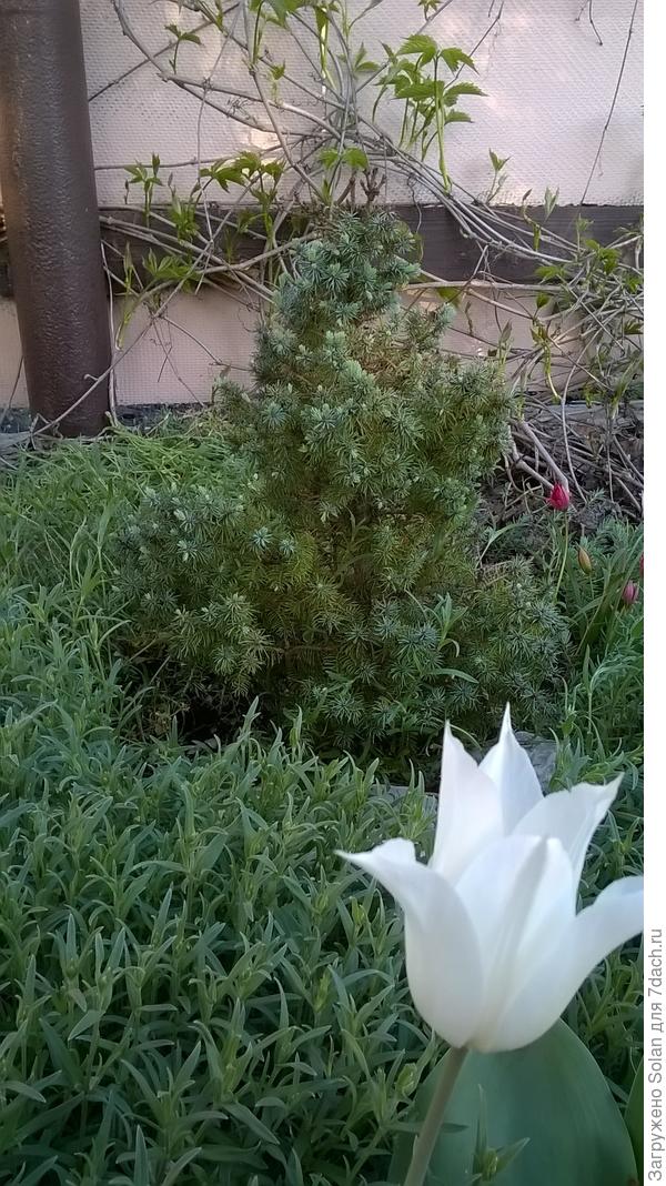 Чтобы показать ЕЛКУпришлось вырвать сноп ясколки!)))