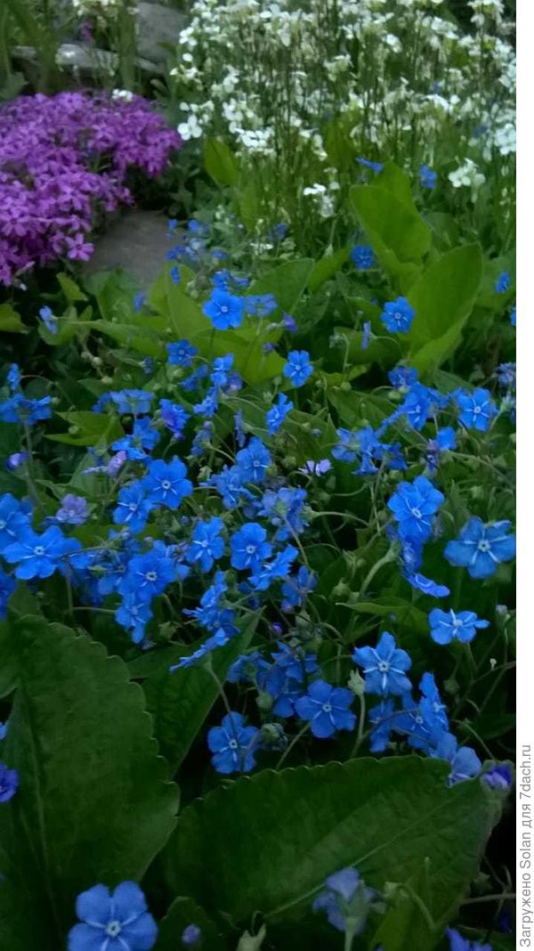 вот он поближе.