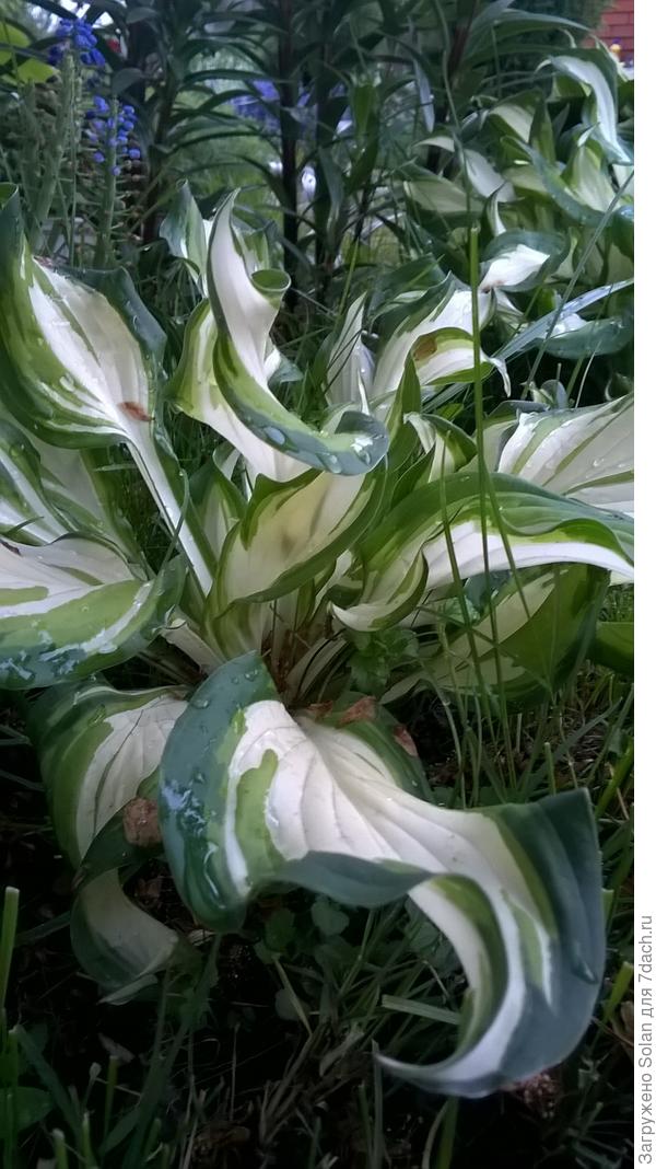 Эта похожа на героиню поста.