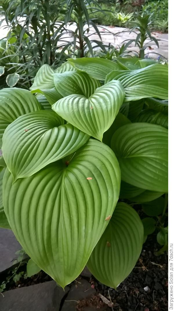 Как ее не любить?)))) И это пока только май. Скоро она превратится в огромный салатового цвета холм, на фоне которого будут дивно смотреться лилии, которые пока тольже только подрастают.