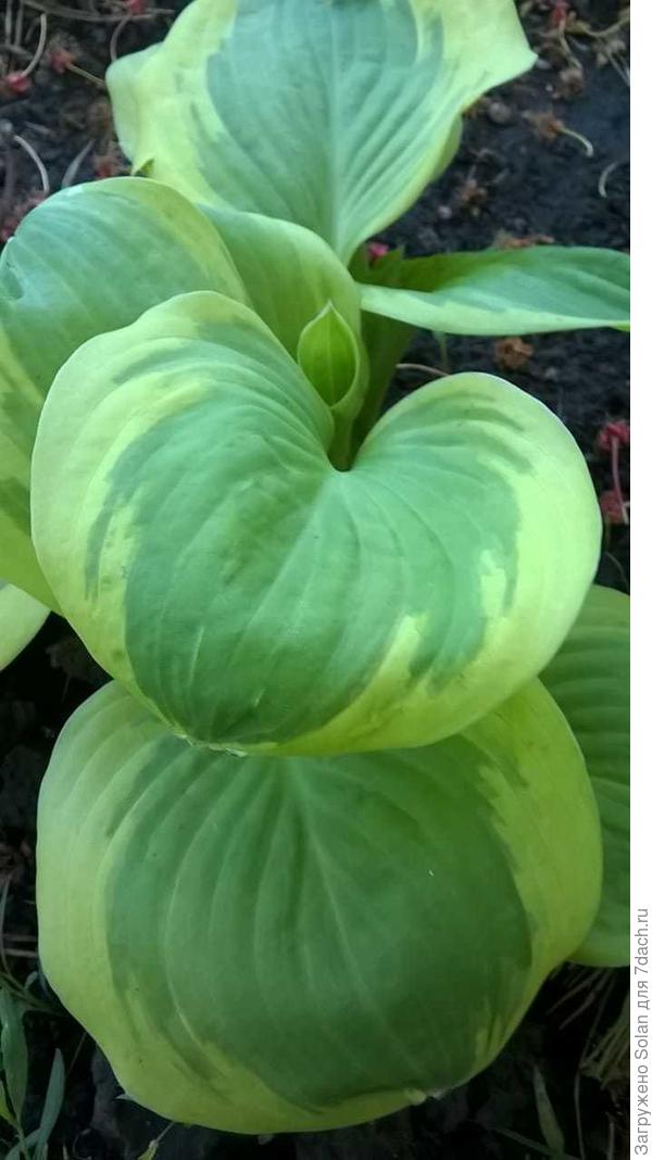 Рушана)))), смотрите - жива , здоровёхонька!))) Спасибо!!!