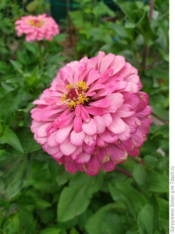 Больше моего кулака в два раза!!!