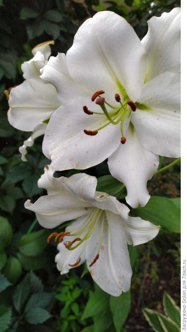 Елена (Катенево), пусть сегодня будет дивный день и чудесное настроение! Поздравляю с днем рождения!)))