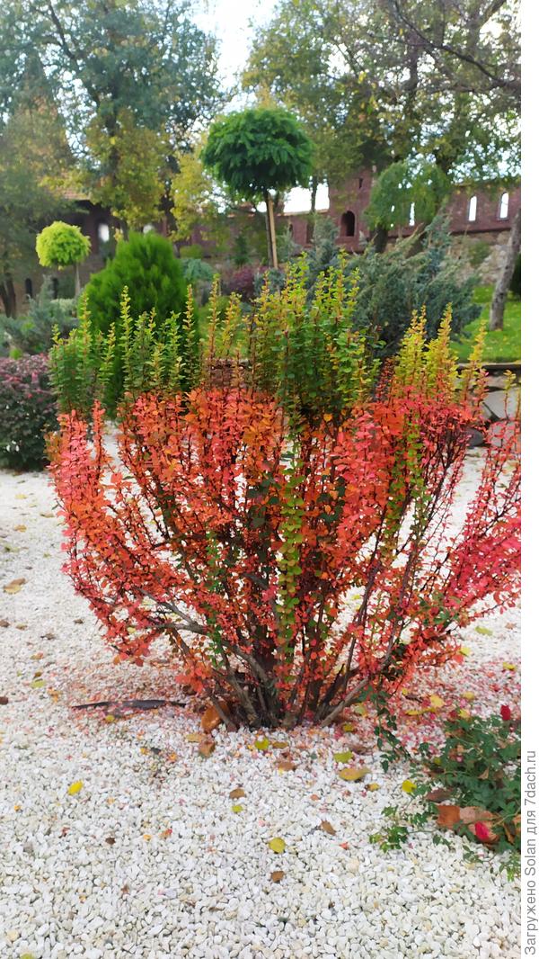 А я сейчас любуюсь барбарисами. Они прекрасны! А этот я увидела в прекрасном парке в соседнем гооде, мы туда погулять в ту субботу ездили. Видишь, как необычно он покраснел? Как по линеечке!