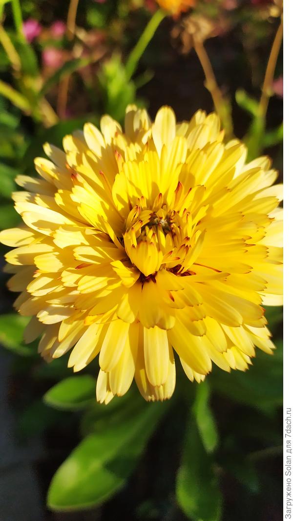 Ромашки сдуру уже срезала, но есть дивная календула от Рушань! Дарю от души)))