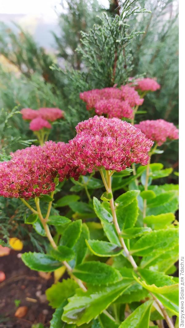 Вот трудяги моего сада! Пекло, суховей, осень...не жалуется, а только краше делается! Еще и размножается срезанной веточки, укореняясь за пару недель. Обожаю его! Пурпурный еще очень хочется)))у