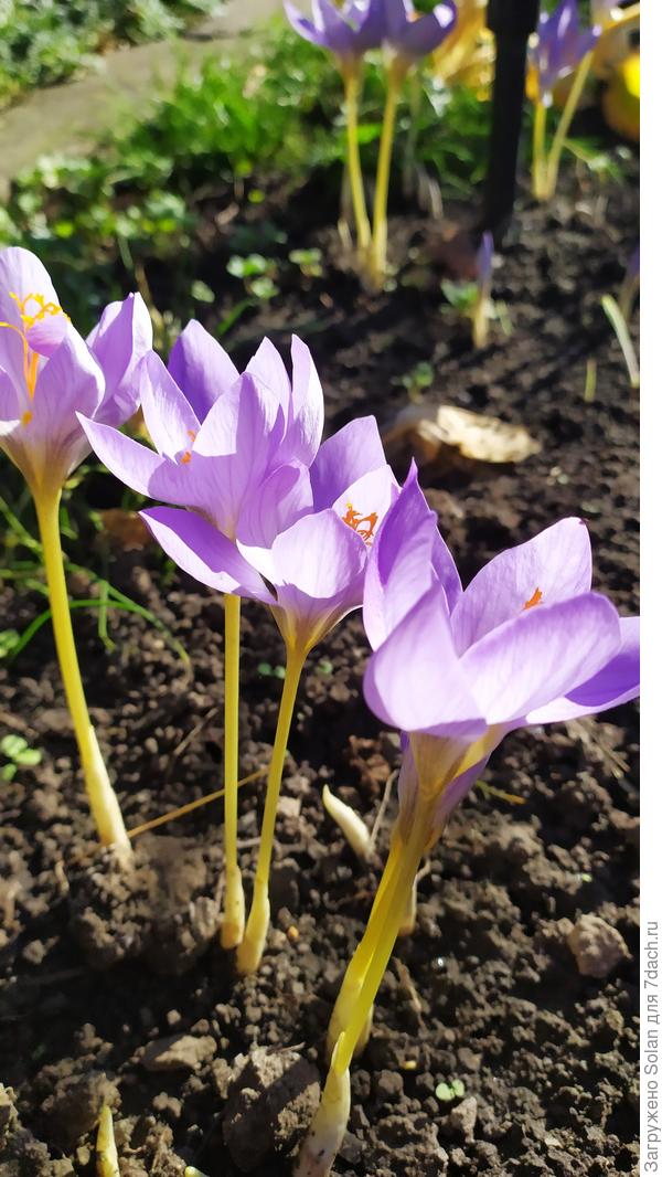 Это-радость сегодняшнего дня))). Я на них уже 4 дня облизываюсь! Но утром они еще в бутоннах, а мне пора бежать. А вечером я прихожу в темноте. А сегодня- выходной! И я уже исписщалась вся))))))),