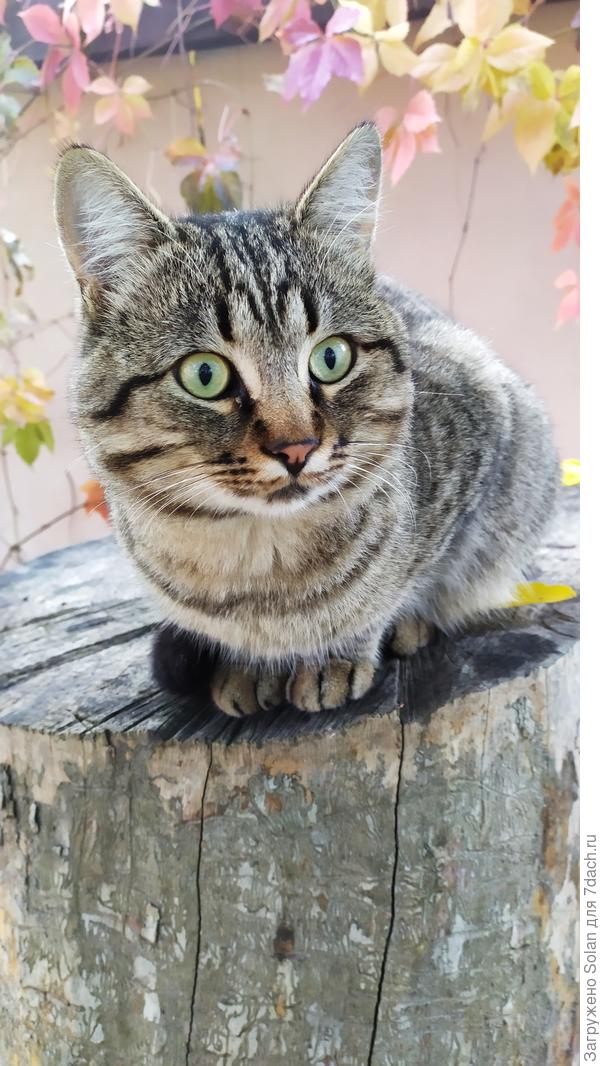 Вот))), сегодня утром подловила. Он не любит фотографироваться))