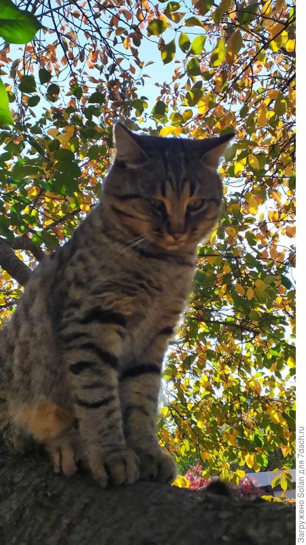 но застенчивый... :blush: