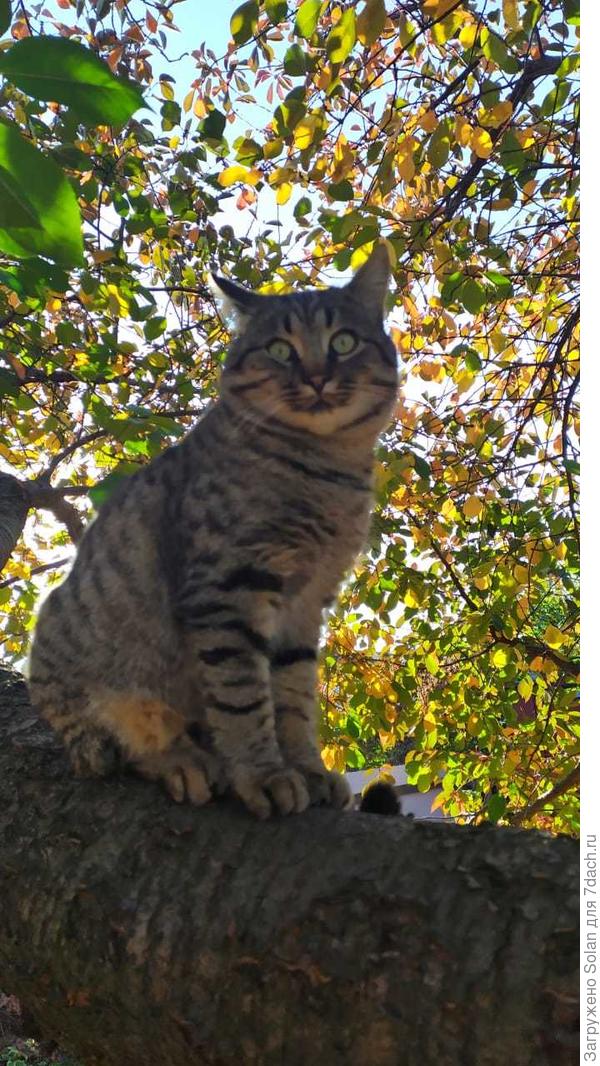 где-то в глубине души я , практически, тигр. Весь такой из себя дикий и необузданный...