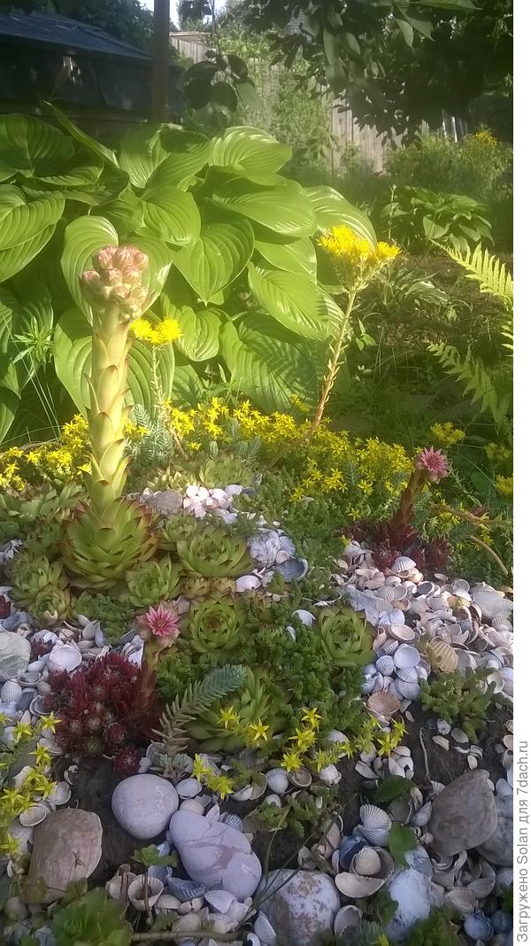 но цветение у меня всегда одиночное и от силы один цветок в год(