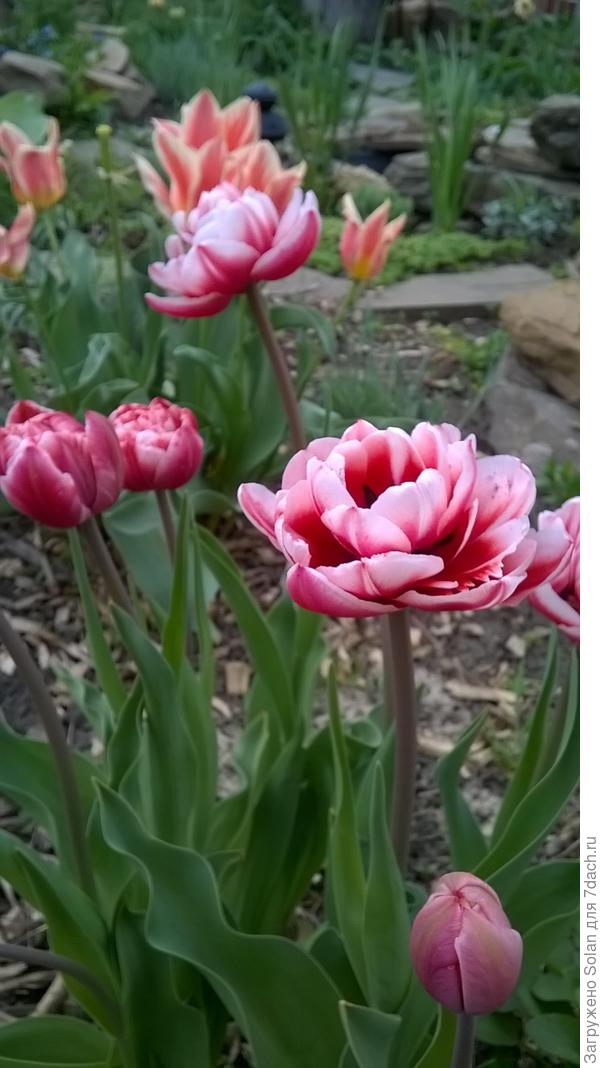 Марина, долгих лет жизни тебе! В любви, радости, при силах и здоровье! Да чтобы желания рождались каждый день! А уж найти возможности их реализовать ты, как настоящая девочка, всегда постараешься! Не ради себя, так ради  детей. С днём рождения!