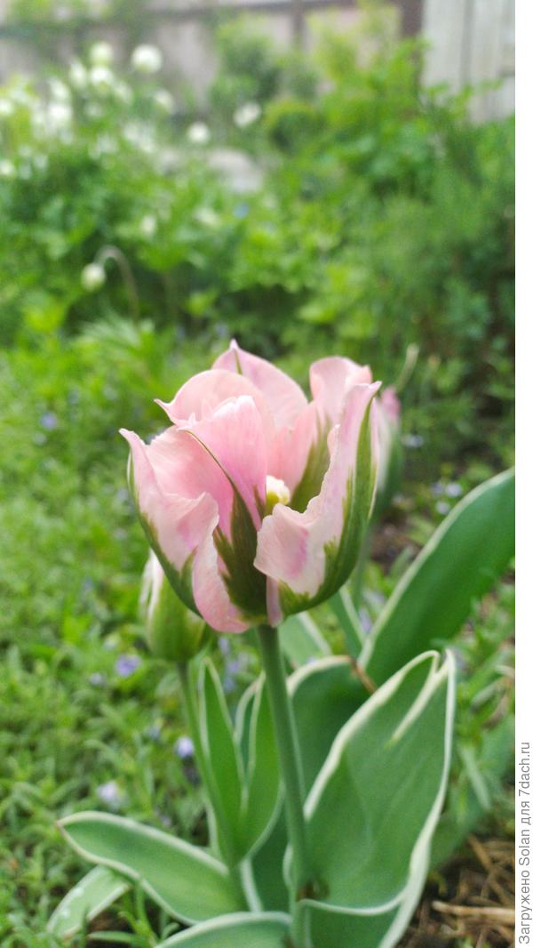 Красивых цветов уже на юбилей надарили, поэтому, примите мои со странностями)))))