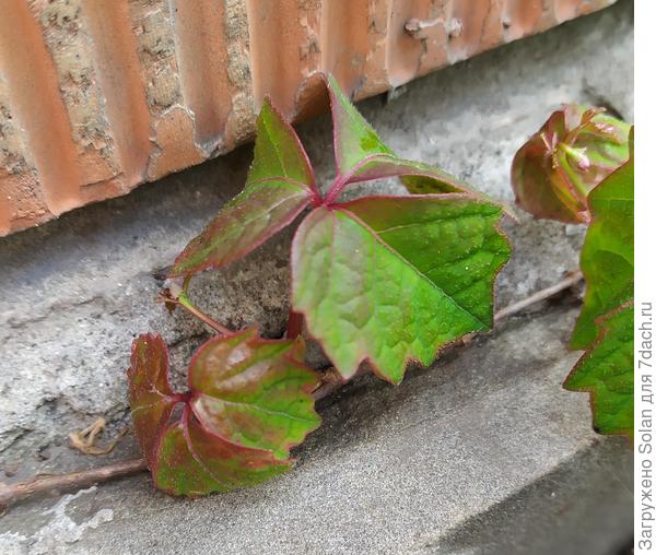 Это-Крымский. Первый на солнце,второй в тени.