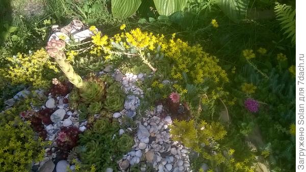 фото старые , плохо видно. А в этом году еще не расцвел пока).