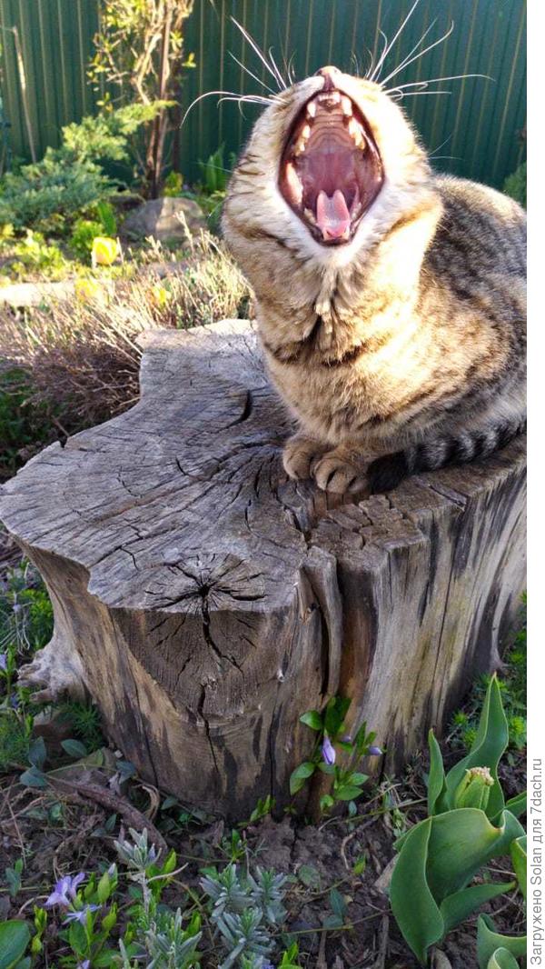 sta &#39;nfronte a te...       sta &#39;nfro-О-О-О-О-О-О-ОО-nte a te!   (раскланялся, можете швырять букеты! :))