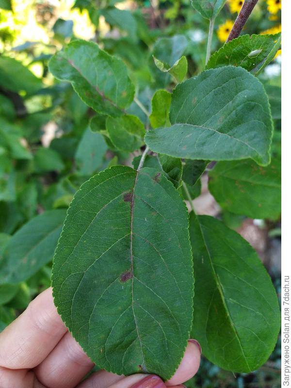 Яблок ЕЩЕ нет, но парша УЖЕ есть). Каждый год, не смотря на обработки.