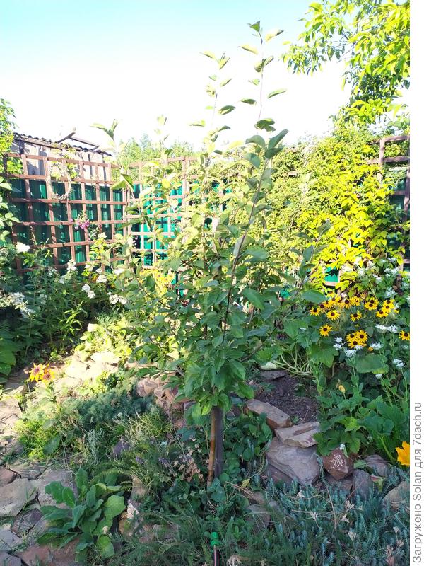 Уже достиг 2 метров ростом