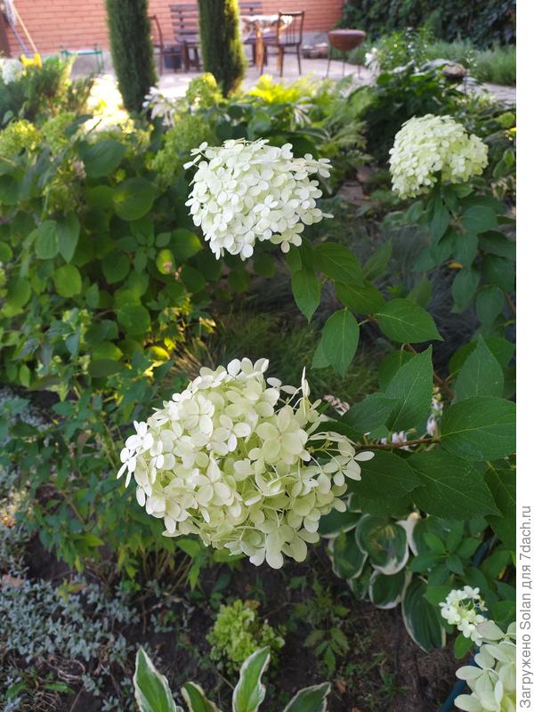 И Лайм лайт впервые цветет. Я в восторге)))