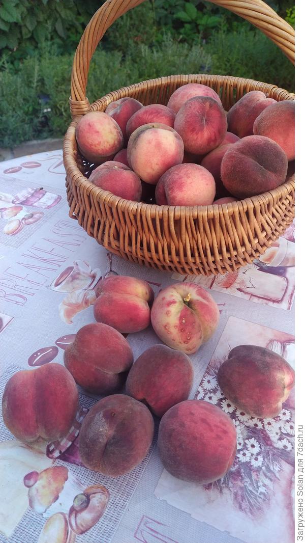 Моя гордость))) - первый урожай персиков из косточки! И таких было 5 корзинок! И пусть даже это окажется первым и последним урожаем такого качества и количества, я, все равно, рада до чертиков! :)))))