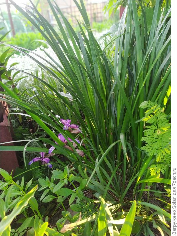 Постаралась показать куст.