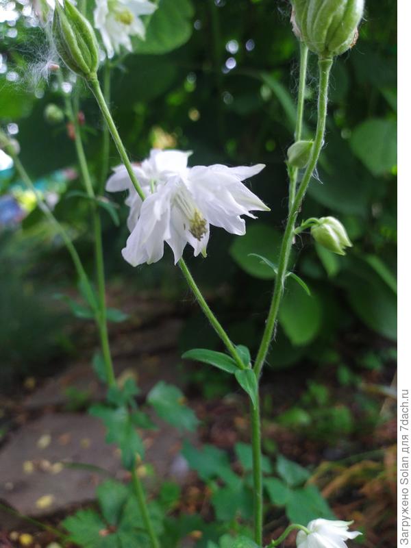 Обожаю аквилегии! Вырастила много видов. Но белые- вне конкуренции!