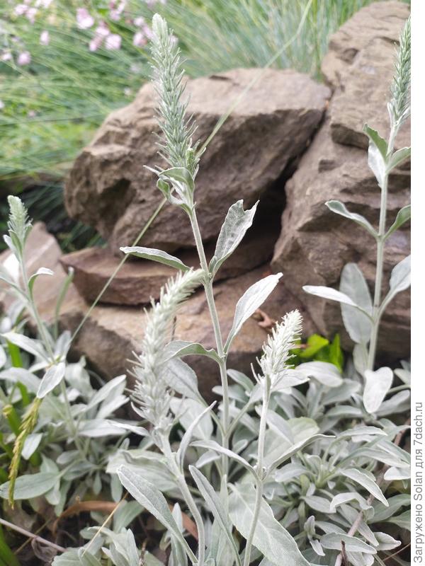 Подтверждаю- и ДО цветения хороша, а потом еще и светло-синие колоски будут. Уходит в зиму с листьями и выходит с ними. Скромная трудяга!